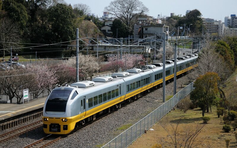 Train passing through cherry blossom season