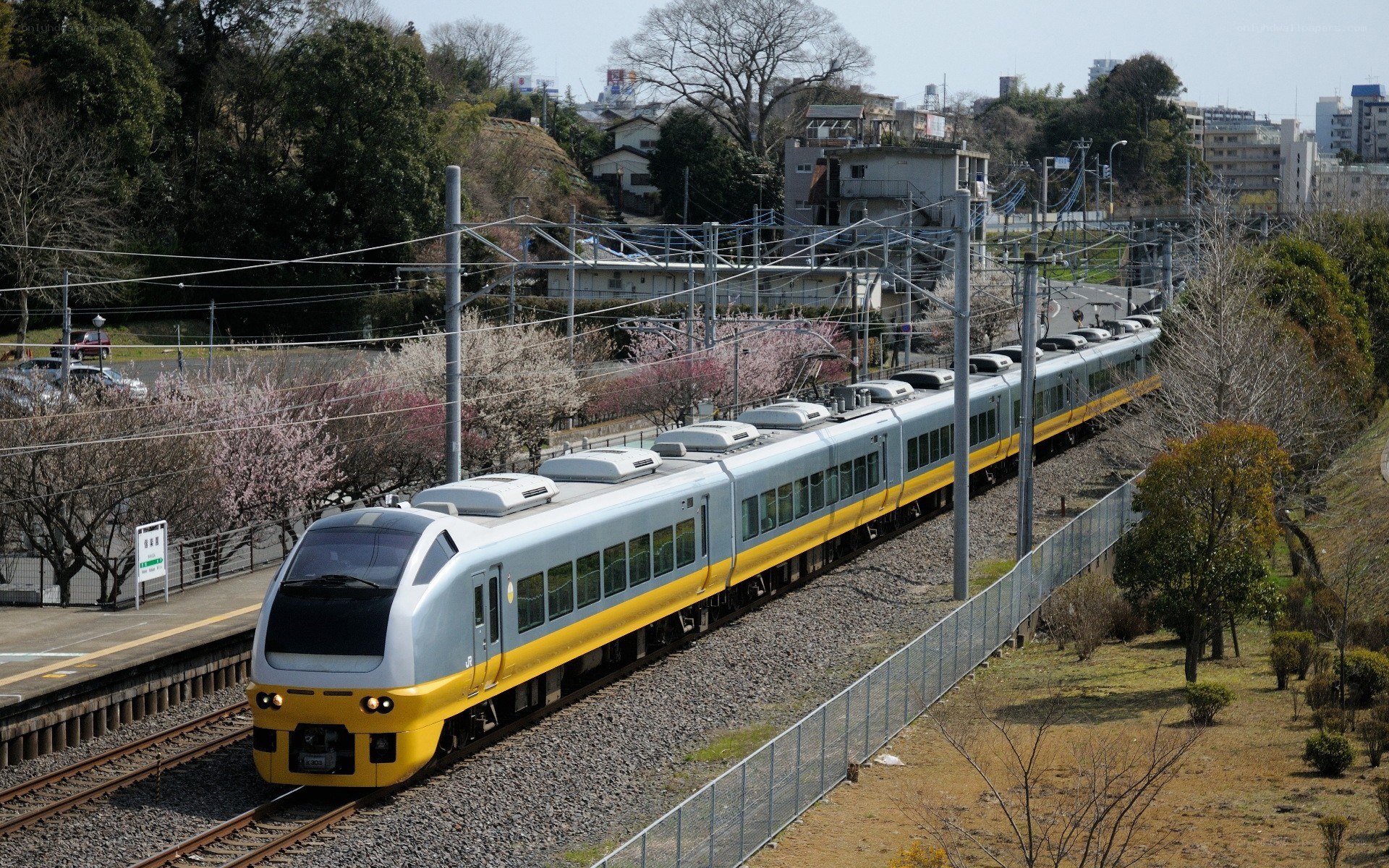 Train passing through cherry blossom season