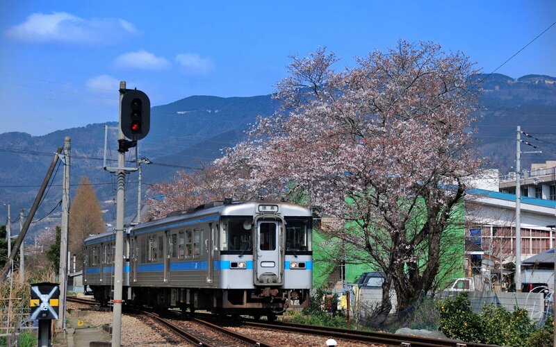 Train passing under cherry blossoms
