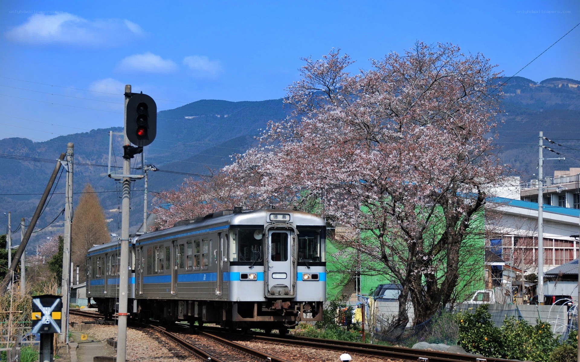 Train passing under cherry blossoms