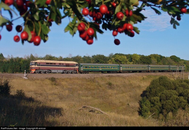 Train passing under hawthorn branches