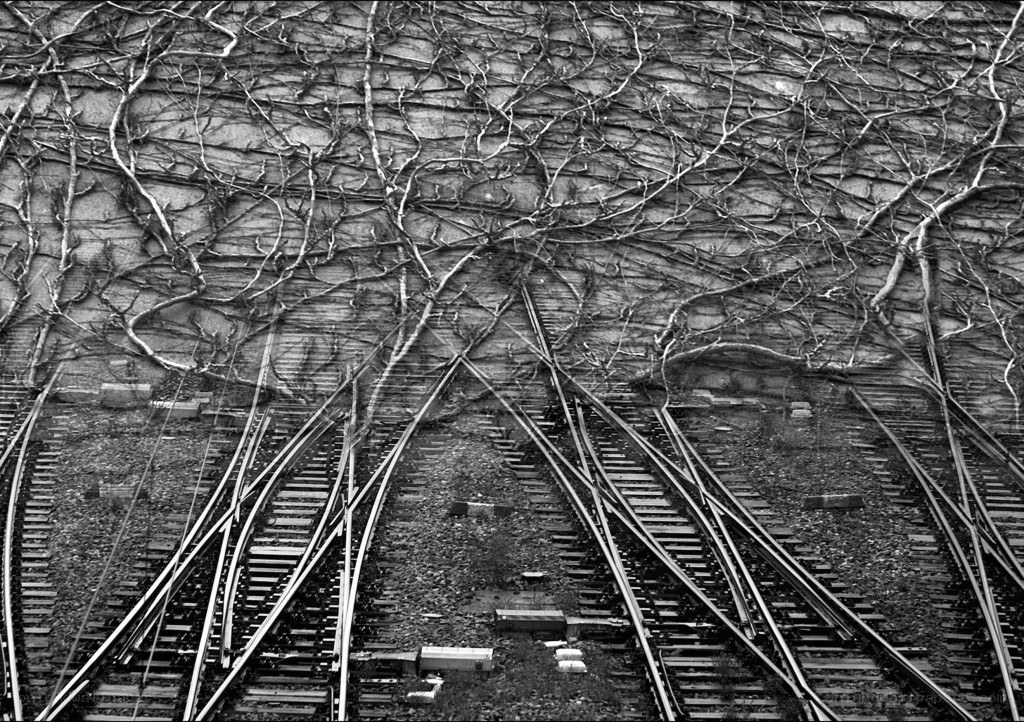 Train tracks and ivy-covered wall