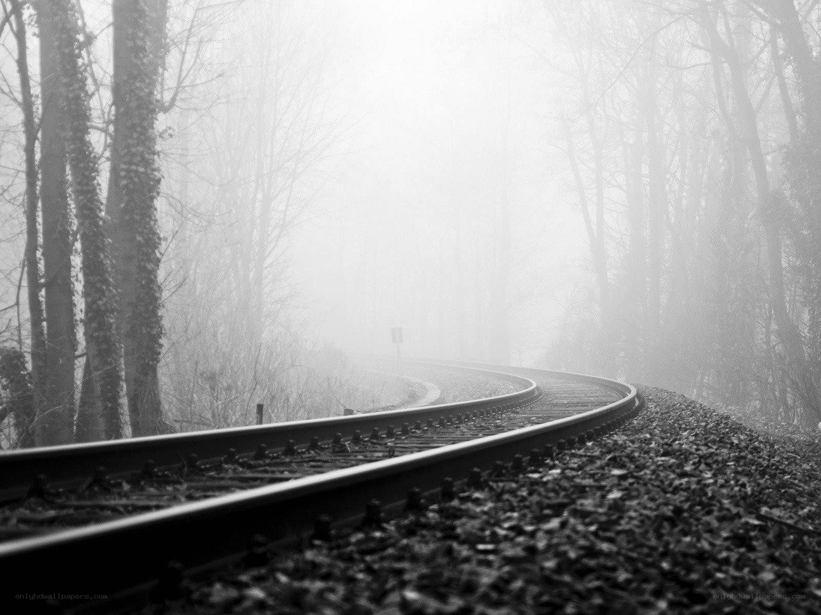 Train tracks in a foggy forest