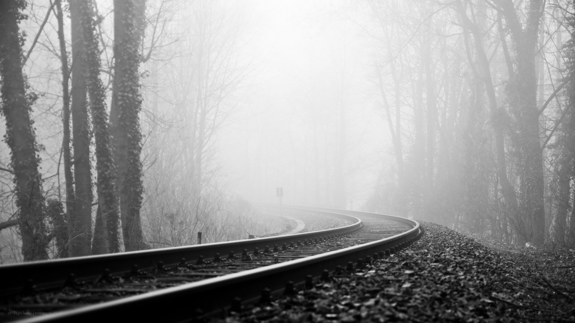 Train tracks in a foggy forest