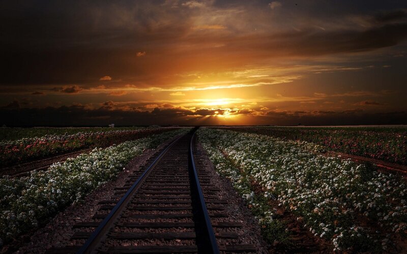 Train Tracks in Flower Fields — Orange