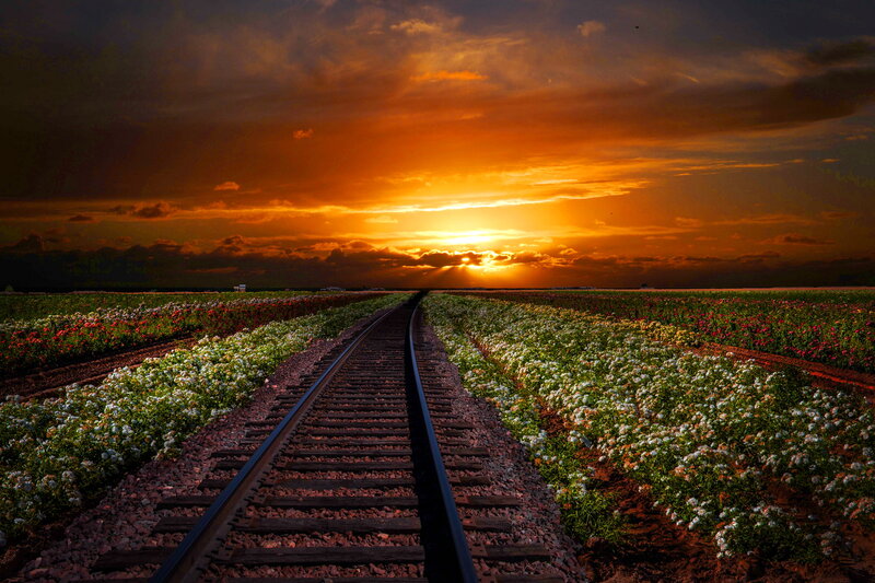 Train Tracks in Flower Fields