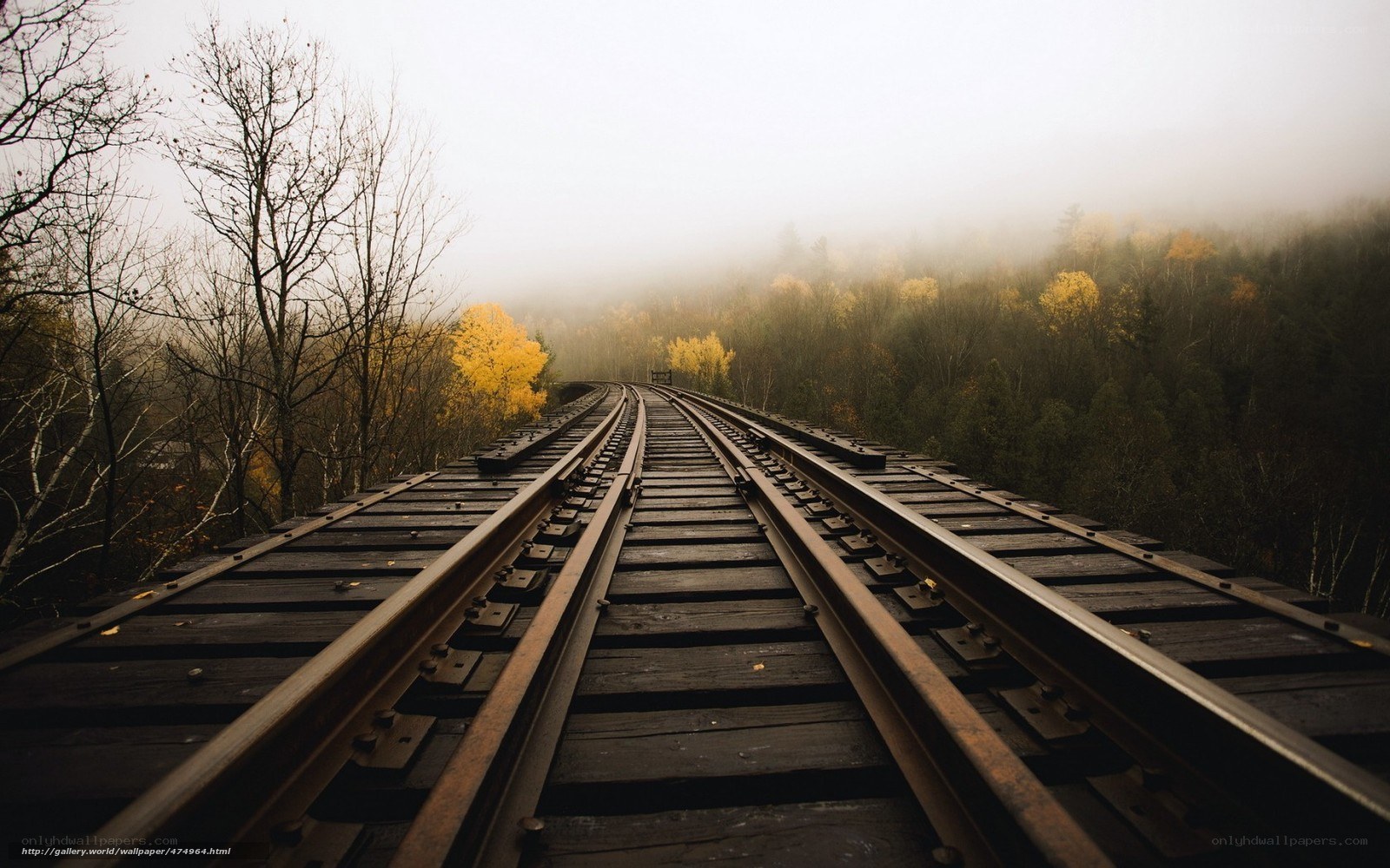 Train tracks in foggy forest