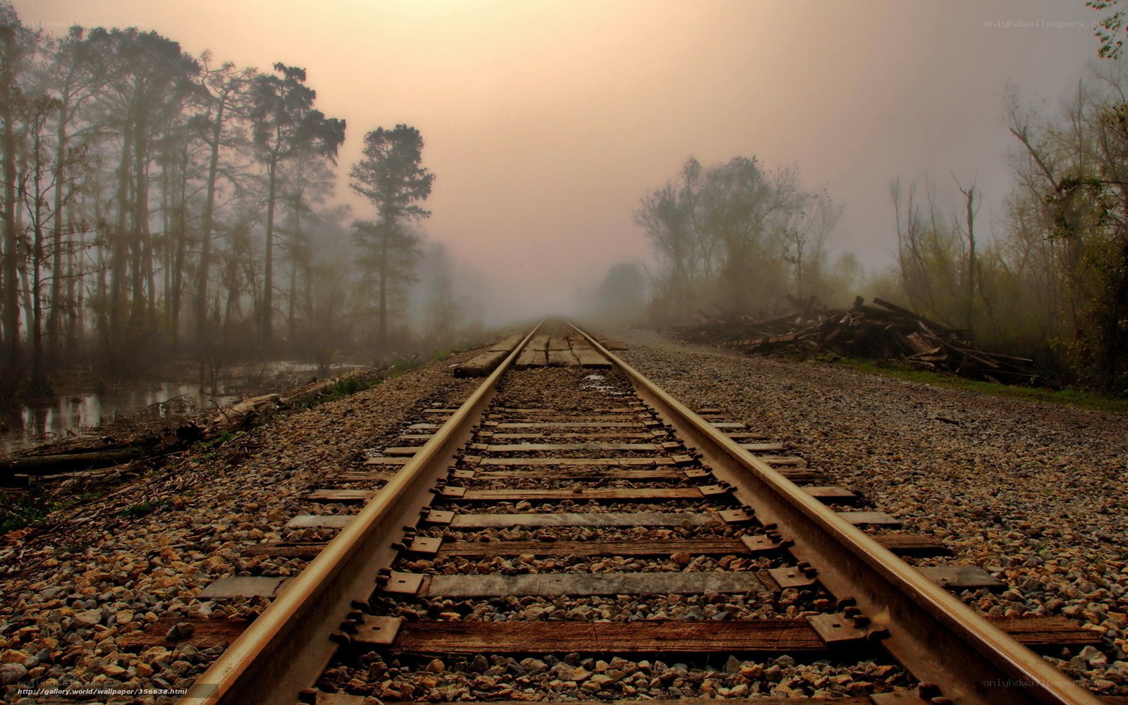 Train tracks in foggy forest