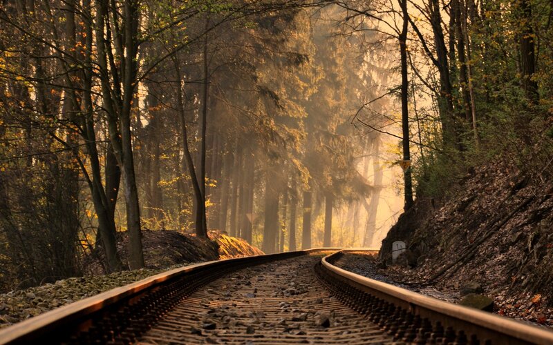 Train Tracks in Forest — Brown, Serene