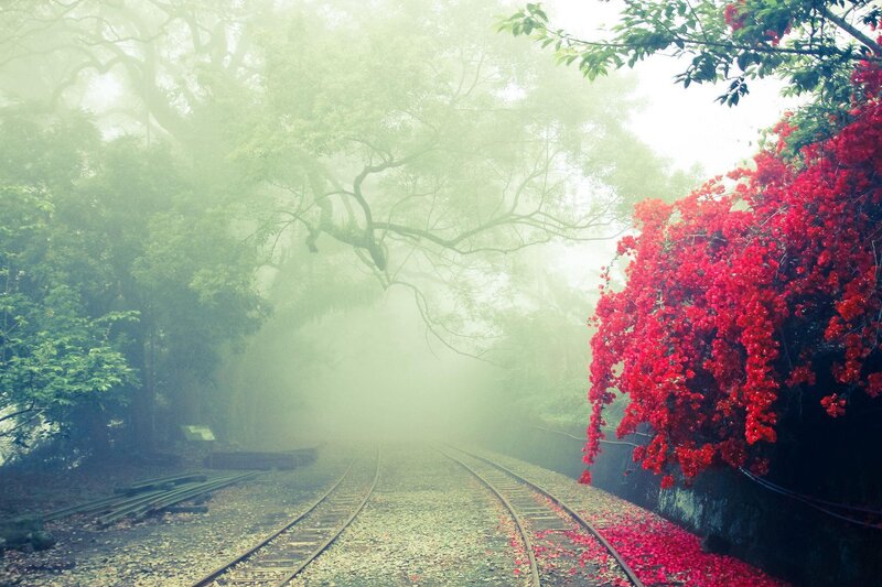 Train Tracks in Forest — Green, Misty