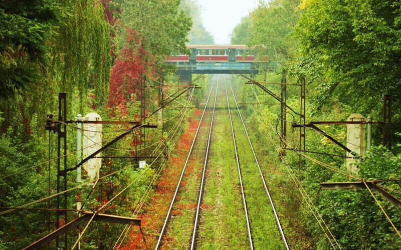 Train Tracks in Forest — Green, Serene, Autumn, Photograph, Overpass, Trees