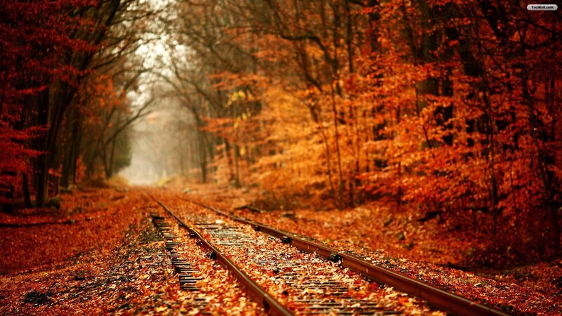 Train Tracks in Forest — Orange, Serene, Autumn, Photograph, Trees
