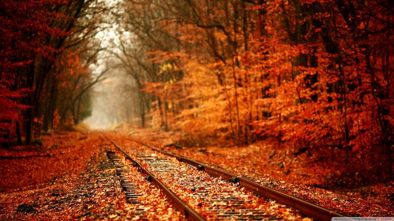Train Tracks in Forest — Orange, Serene, Autumn
