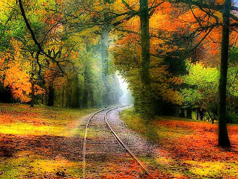 Train Tracks in Forest — Orange
