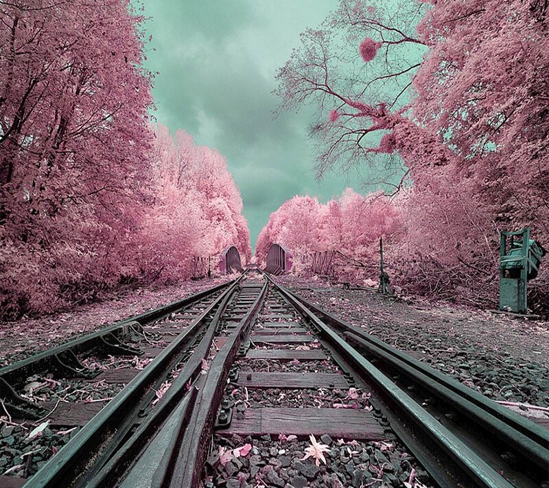 Train Tracks in Forest — Pink, Dreamy
