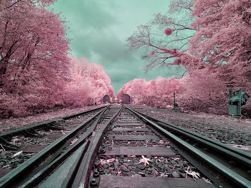 Train Tracks in Forest — Pink