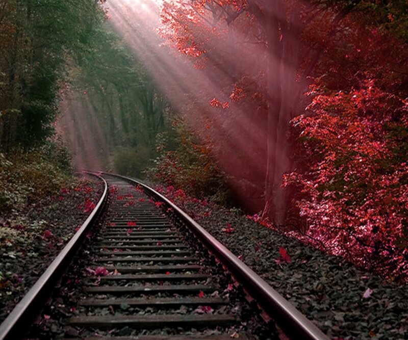 Train Tracks in Forest — Red, Serene