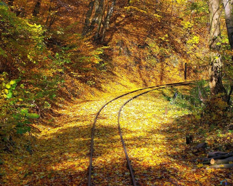 Train Tracks in Forest — Yellow, Serene