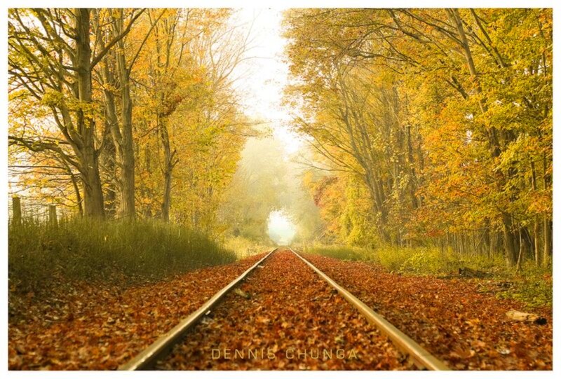 Train Tracks in Forest — Yellow