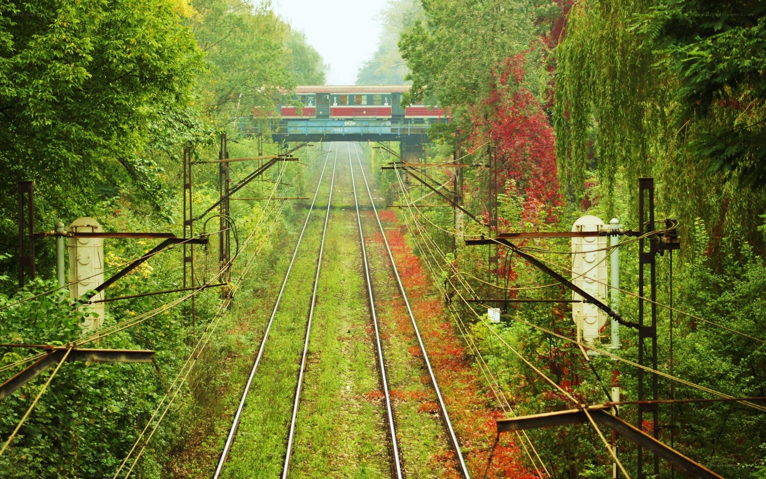 Train tracks through a forest