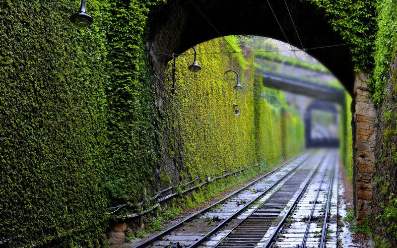 Train tracks through a vine-covered tunnel