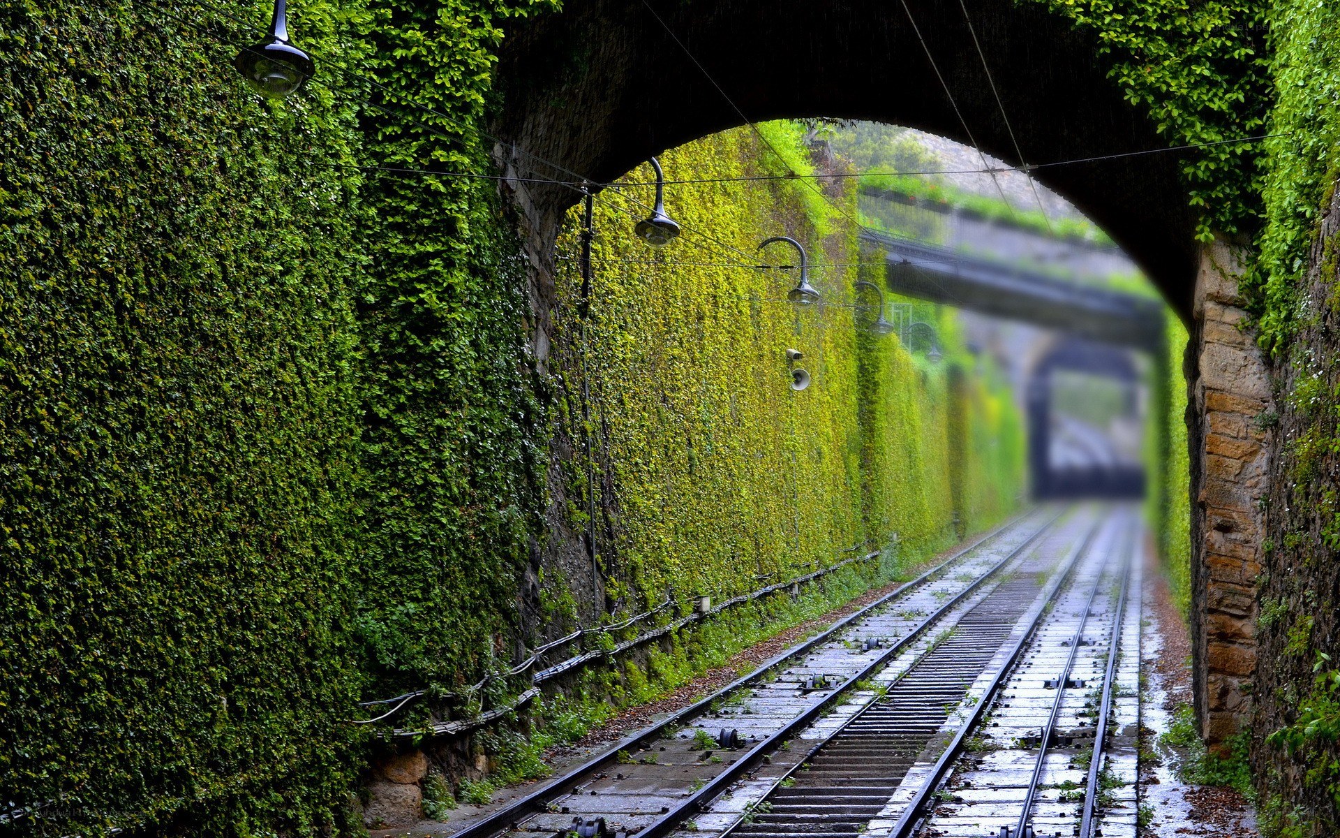 Train tracks through a vine-covered tunnel