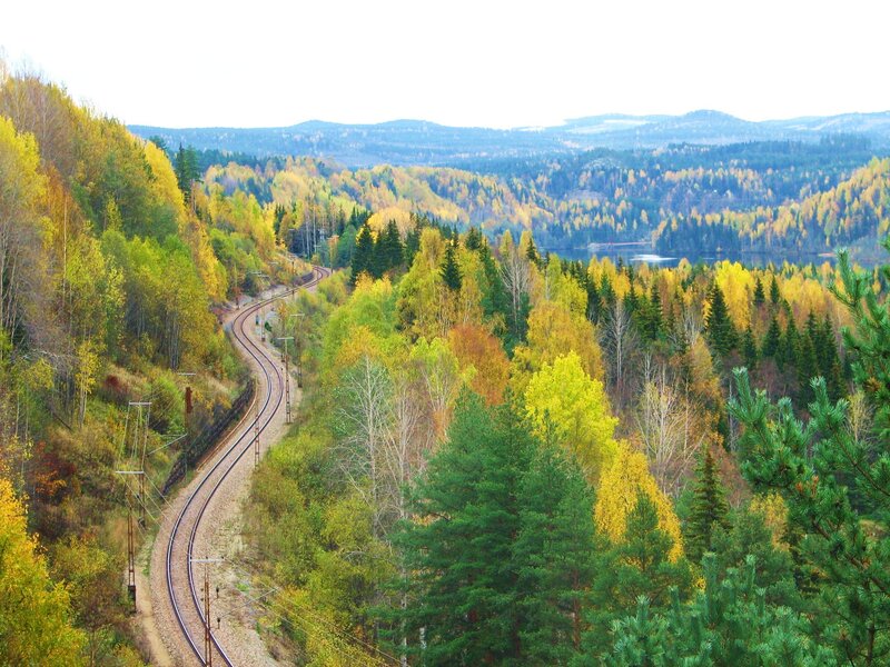 Train tracks through autumn forest