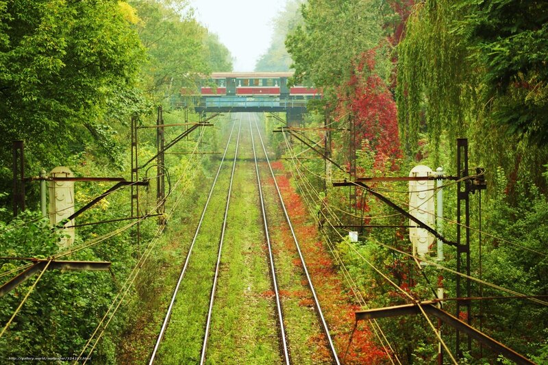 Train tracks through forest