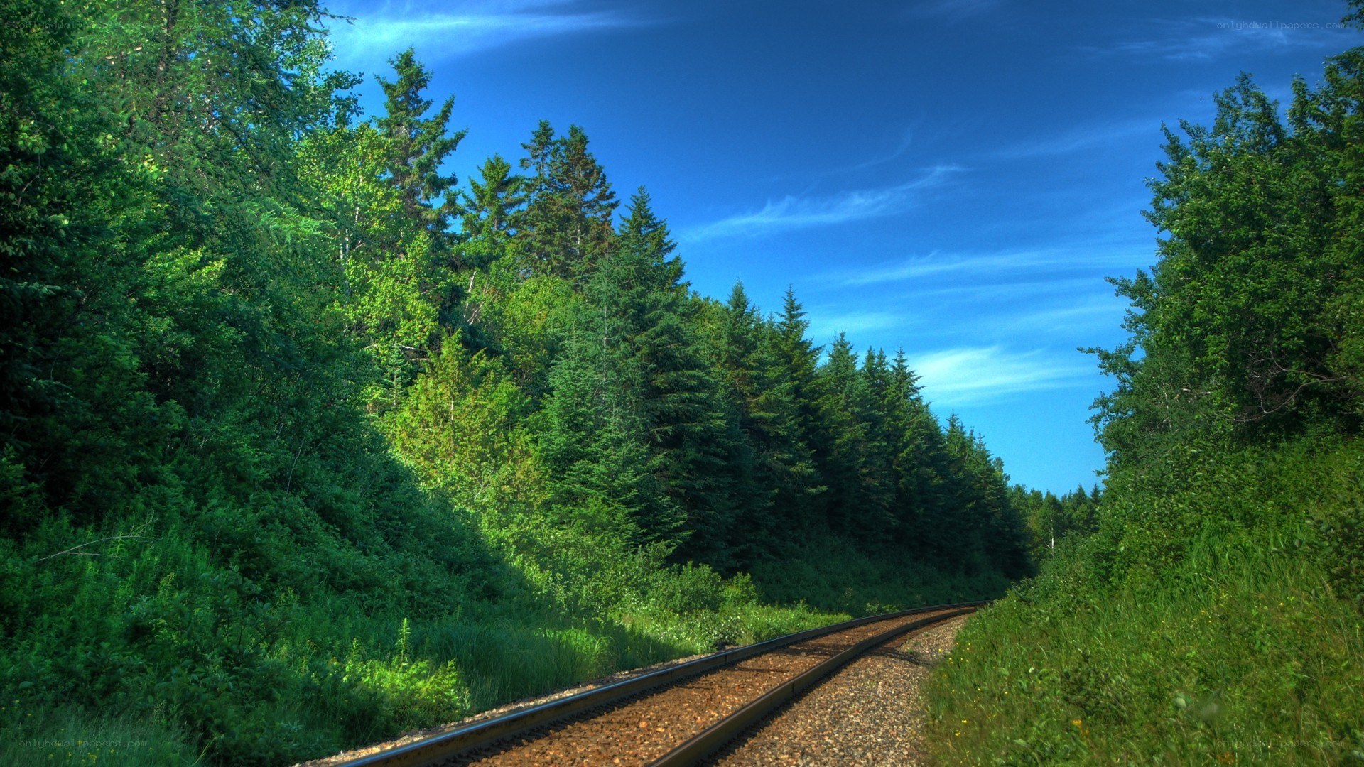 Train tracks through forest