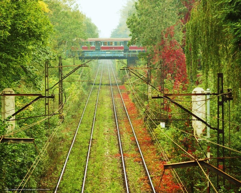 Train tracks through forest
