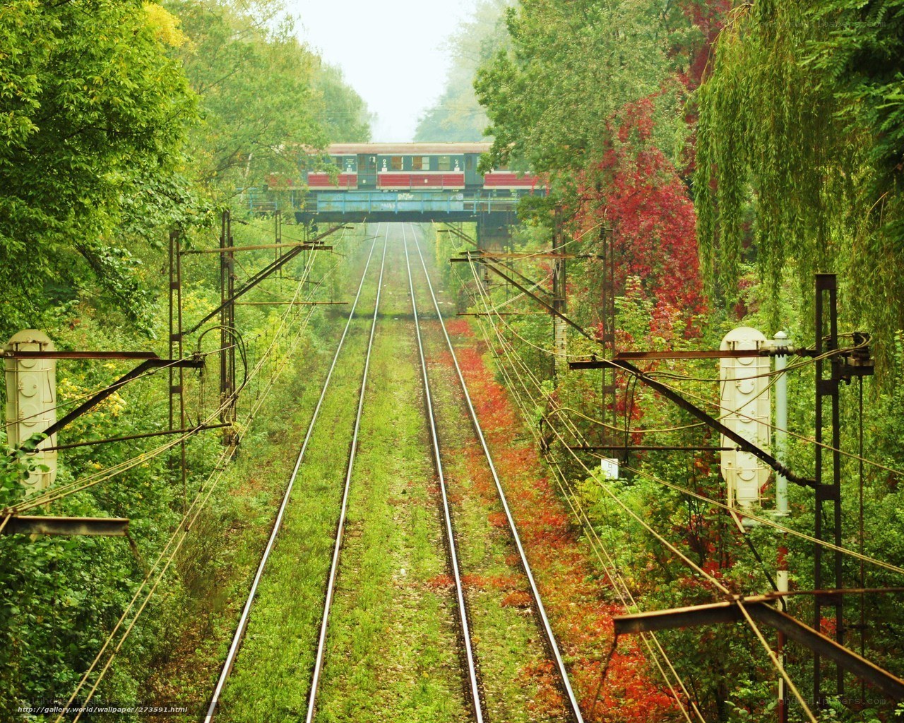 Train tracks through forest
