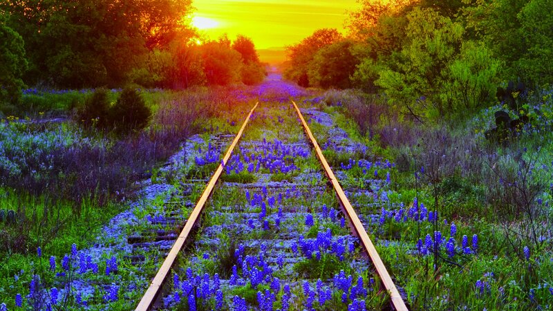 Train Tracks with Blue Flowers