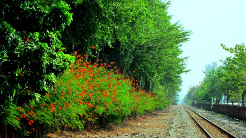 Train Tracks with Flowers