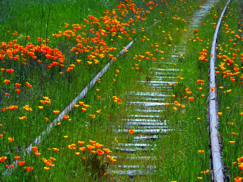 Train Tracks with Poppies — Green