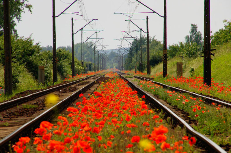 Train Tracks with Poppies