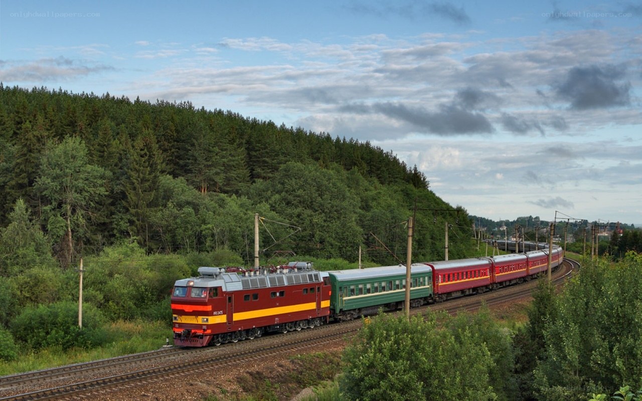 Train traveling through forest
