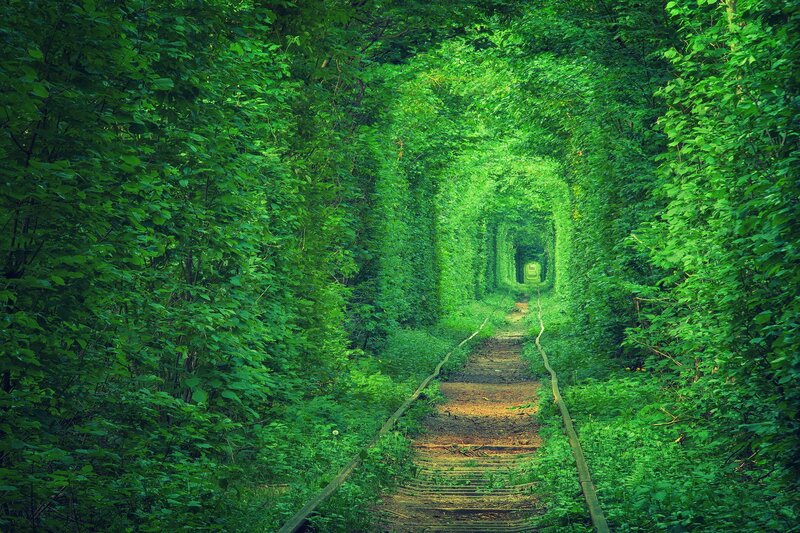 Train Tunnel in Forest — Green, Serene
