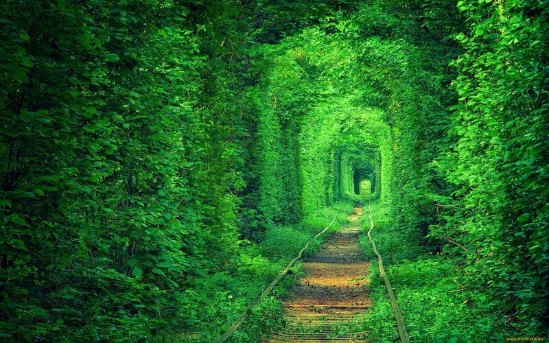 Train Tunnel in Forest — Green