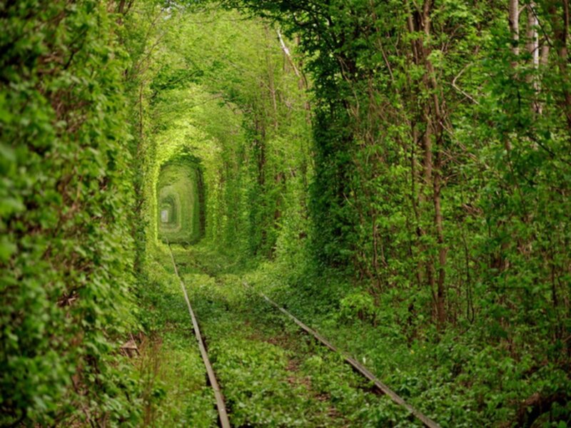 Train Tunnel in Forest