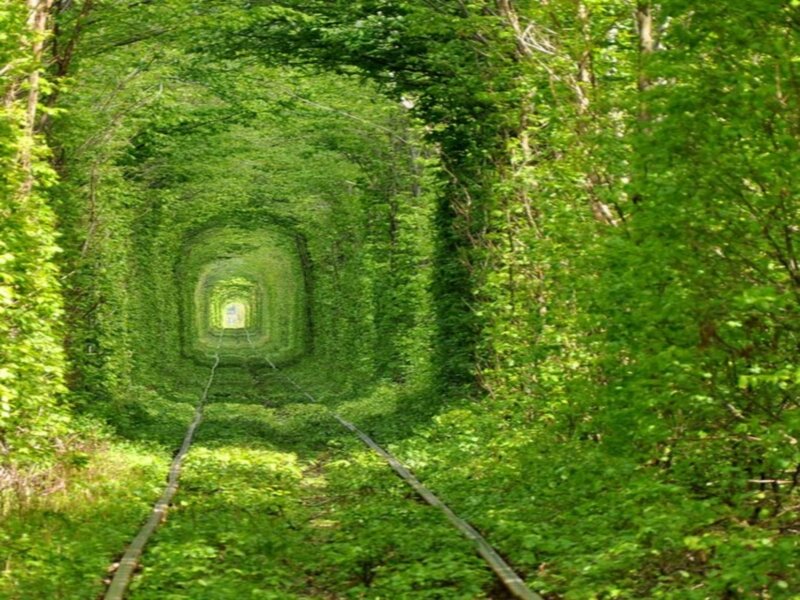 Train Tunnel of Greenery