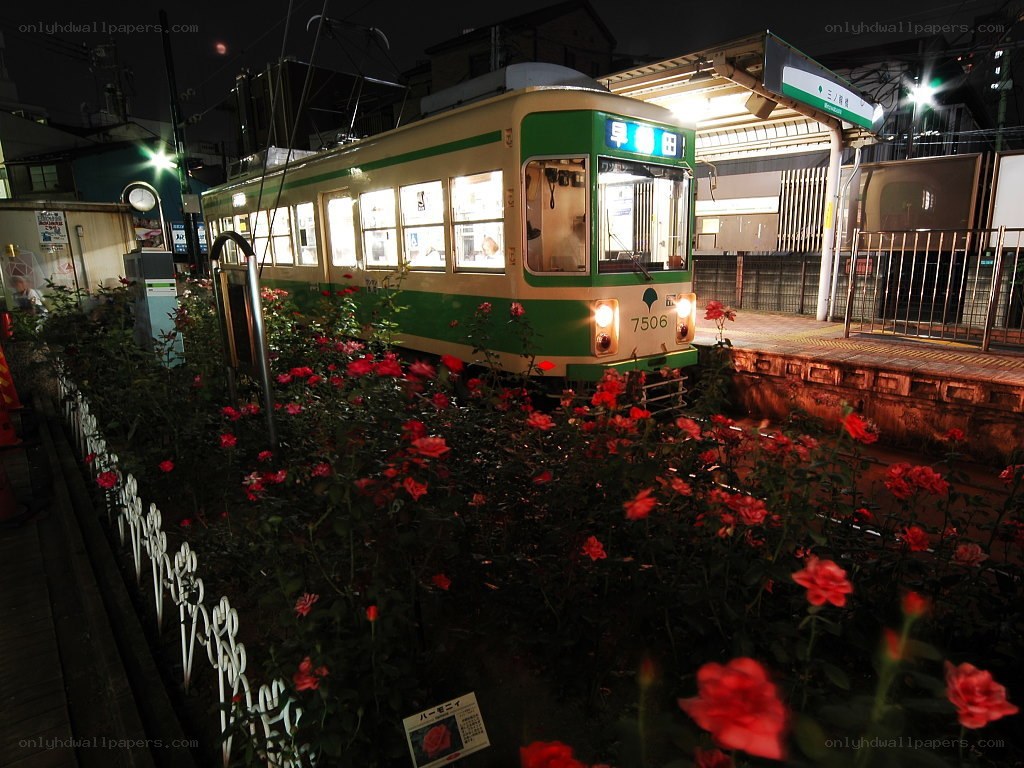 Tram at night with roses