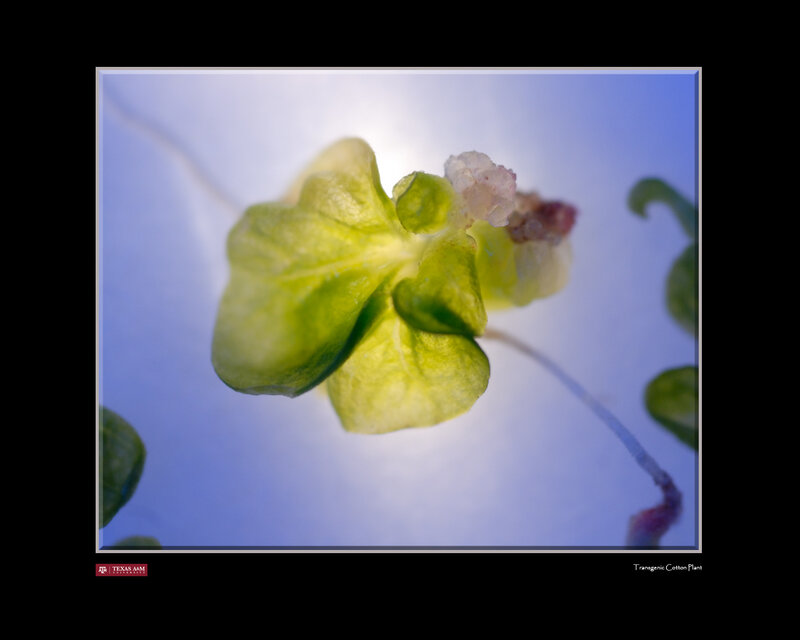 Transgenic Cotton Plant