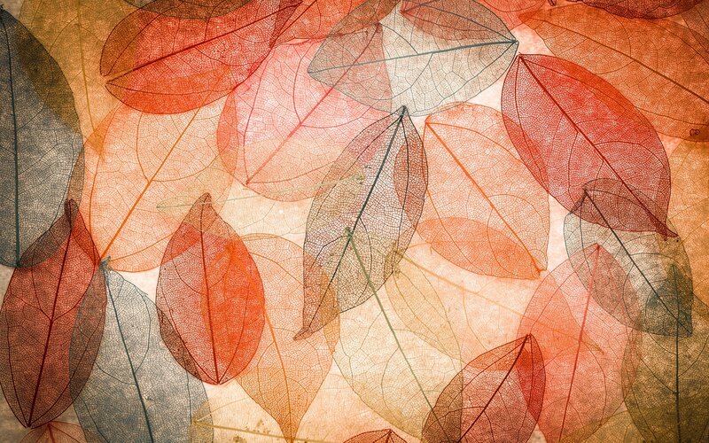 Translucent Autumn Leaves — Orange