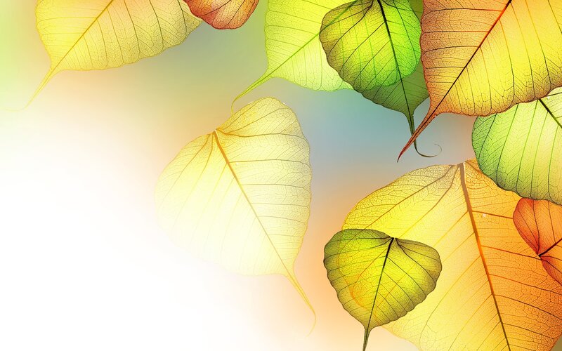 Translucent Autumn Leaves