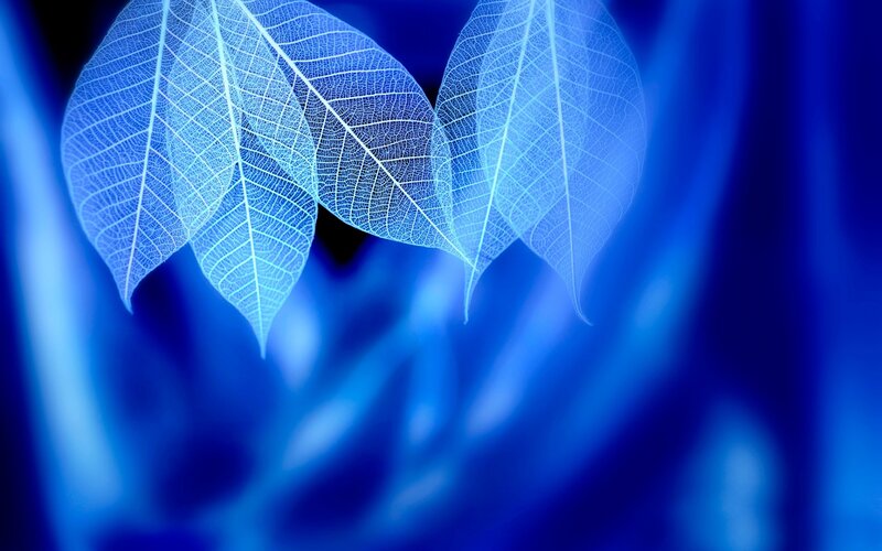 Translucent Blue Leaves