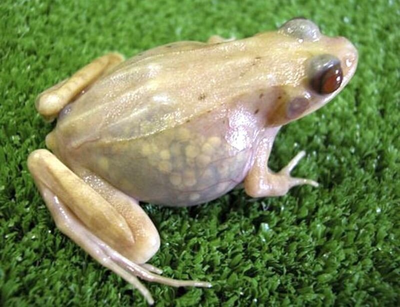 Translucent Frog on Grass