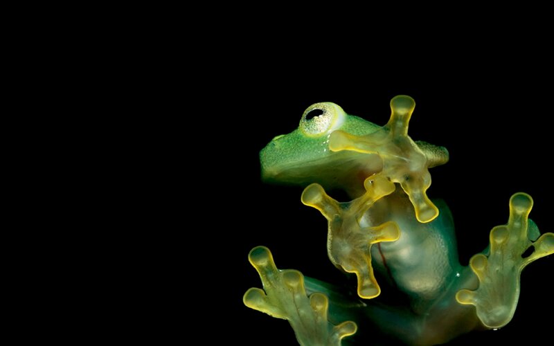 Translucent Green Frog