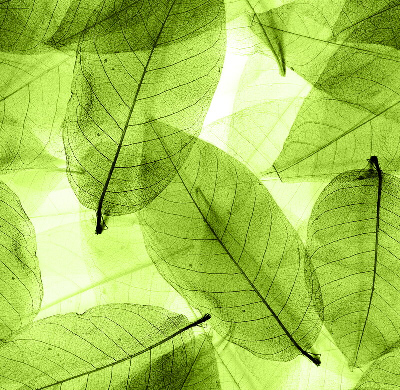 Translucent Green Leaves