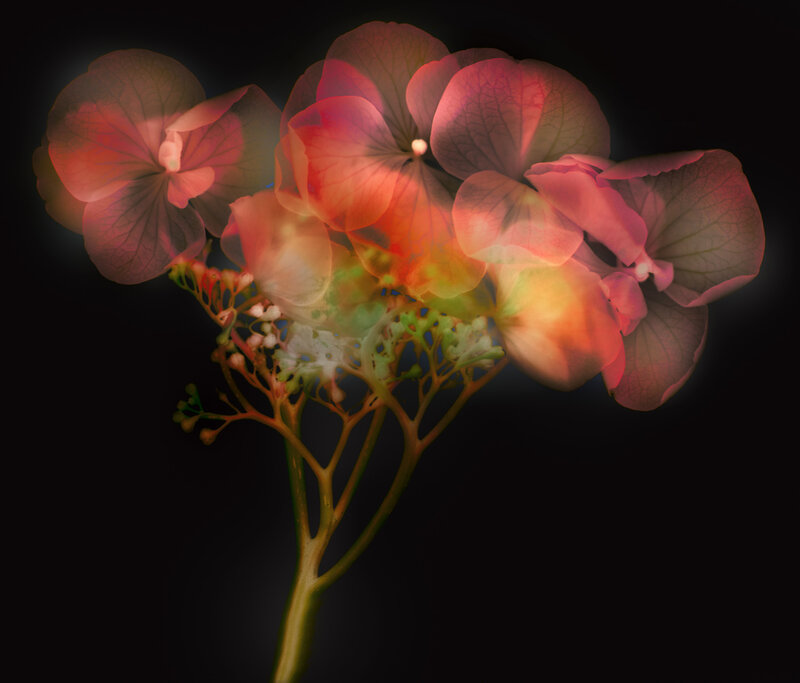 Translucent hydrangea flowers