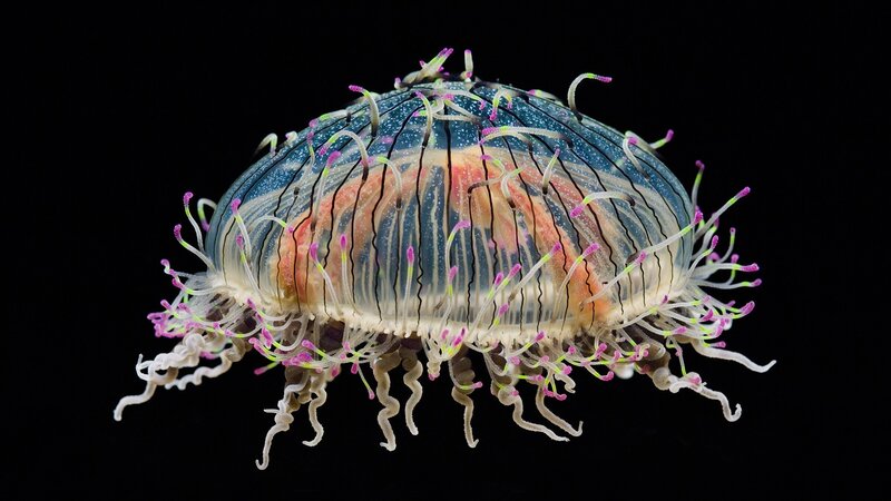 Translucent Jellyfish — Blue, Dramatic, Photograph, Tentacles, Bioluminescence, Dark Background, Pink